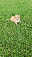 Oliver , a male Cavapoo for sale in Woodbury, MN – 4 of 4