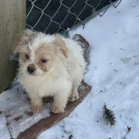 Niko, a female French Bulldog and Miniature Goldendoodle for sale in Woodbury, MN – Photo 3 of 3