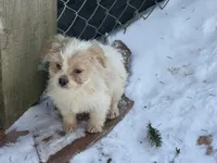 Niko, a female French Bulldog and Miniature Goldendoodle for sale in Woodbury, MN – Photo 3 of 3