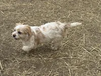Niko, a female French Bulldog and Miniature Goldendoodle for sale in Woodbury, MN – 2 of 3