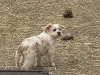 Niko, a female French Bulldog and Miniature Goldendoodle for sale in Woodbury, MN – 3 of 3
