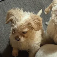 Niko, a female French Bulldog and Miniature Goldendoodle for sale in Woodbury, MN – Photo 2 of 3