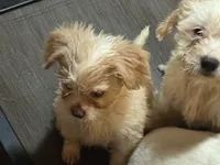 Niko, a female French Bulldog and Miniature Goldendoodle for sale in Woodbury, MN – Photo 2 of 3