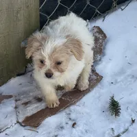 Niko, a female French Bulldog and Miniature Goldendoodle for sale in Woodbury, MN – Photo 1 of 3