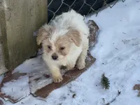 Niko, a female French Bulldog and Miniature Goldendoodle for sale in Woodbury, MN – Photo 1 of 3
