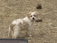 Niko, a female French Bulldog and Miniature Goldendoodle for sale in Woodbury, MN – 1 of 3