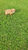 Olivia , a female Cavapoo for sale in Woodbury, MN – 2 of 3