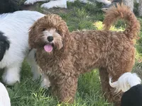 Ali potty trained , a female Cavapoo for sale in Woodbury, MN – 4 of 4
