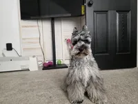 Winfred, a male Miniature Schnauzer for sale in Hampton, VA – Photo 5 of 9