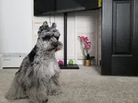 Winfred, a male Miniature Schnauzer for sale in Hampton, VA – Photo 6 of 9