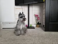 Winfred, a male Miniature Schnauzer for sale in Hampton, VA – Photo 9 of 9