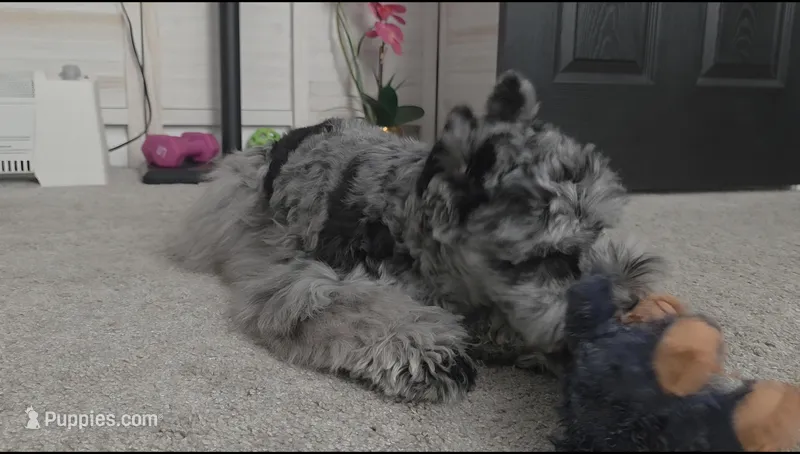 Winfred – Miniature Schnauzer puppy for sale in Hampton, VA