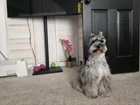 Winfred, a male Miniature Schnauzer for sale in Hampton, VA – Photo 8 of 9