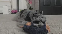 Winfred, a male Miniature Schnauzer for sale in Hampton, VA – Photo 2 of 9