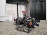 Winfred, a male Miniature Schnauzer for sale in Hampton, VA – Photo 7 of 9