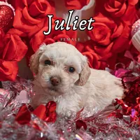 Juliet, a female Poodle - Toy  for sale in Colorado Springs, CO – Photo 3 of 4