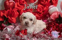 Juliet, a female Poodle - Toy  for sale in Colorado Springs, CO – Photo 2 of 3