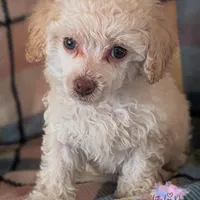 Juliet, a female Poodle - Toy  for sale in Colorado Springs, CO – Photo 2 of 4