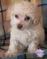 Juliet, a female Poodle - Toy  for sale in Colorado Springs, CO – Photo 1 of 3