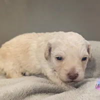 Juliet, a female Poodle - Toy  for sale in Colorado Springs, CO – Photo 4 of 4