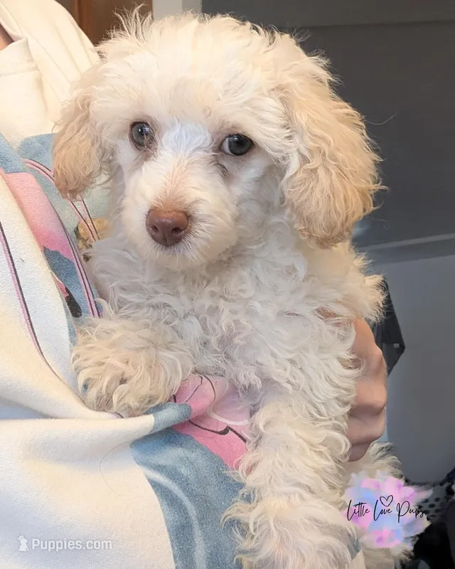 Juliet – Poodle - Toy  puppy for sale in Colorado Springs, CO