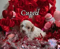 Cupid, a male Poodle - Toy  for sale in Colorado Springs, CO – Photo 2 of 3