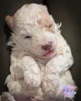 Cupid, a male Poodle - Toy  for sale in Colorado Springs, CO – Photo 3 of 3