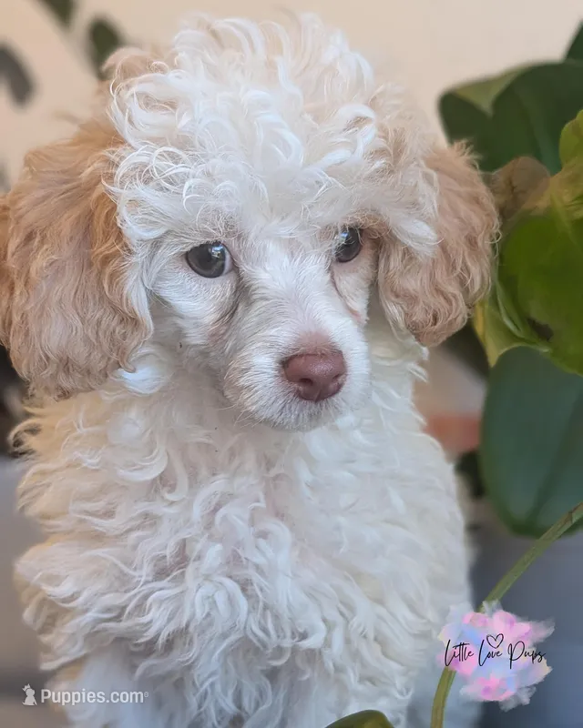 Cupid – Poodle - Toy  puppy for sale in Colorado Springs, CO