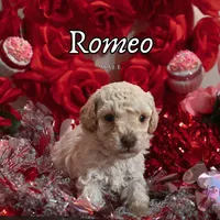 Romeo, a male Poodle - Toy  for sale in Colorado Springs, CO – Photo 3 of 4
