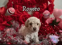 Romeo, a male Poodle - Toy  for sale in Colorado Springs, CO – Photo 2 of 3