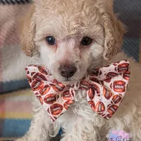 Romeo, a male Poodle - Toy  for sale in Colorado Springs, CO – Photo 2 of 4