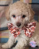 Romeo, a male Poodle - Toy  for sale in Colorado Springs, CO – Photo 1 of 3
