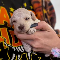 Romeo, a male Poodle - Toy  for sale in Colorado Springs, CO – Photo 4 of 4