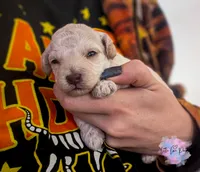 Romeo, a male Poodle - Toy  for sale in Colorado Springs, CO – Photo 3 of 3