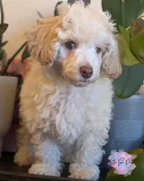Romeo, a male Poodle - Toy  for sale in Colorado Springs, CO – Photo 1 of 4