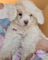Valentine, a female Poodle - Toy  for sale in Colorado Springs, CO – Photo 1 of 4