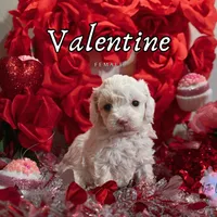 Valentine, a female Poodle - Toy  for sale in Colorado Springs, CO – Photo 3 of 4