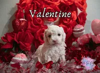 Valentine, a female Poodle - Toy  for sale in Colorado Springs, CO – Photo 2 of 3