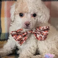 Valentine, a female Poodle - Toy  for sale in Colorado Springs, CO – Photo 2 of 4
