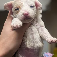 Valentine, a female Poodle - Toy  for sale in Colorado Springs, CO – Photo 4 of 4