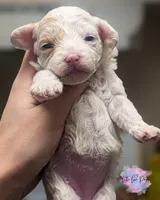 Valentine, a female Poodle - Toy  for sale in Colorado Springs, CO – Photo 3 of 3