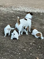 Flecha, a female Parson Russell Terrier for sale in San Antonio, TX – 4 of 5