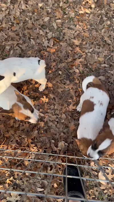 Chico, a male Parson Russell Terrier for sale in San Antonio, TX – 4 of 5