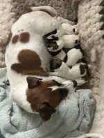 Flecha, a female Parson Russell Terrier for sale in San Antonio, TX – 3 of 5