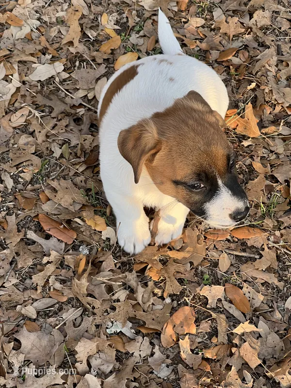Chico – Parson Russell Terrier puppy for sale in San Antonio, TX