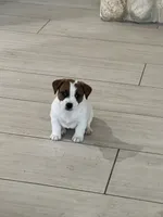 Flecha, a female Parson Russell Terrier for sale in San Antonio, TX – 2 of 5