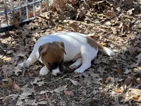 Chico, a male Parson Russell Terrier for sale in San Antonio, TX – 3 of 5