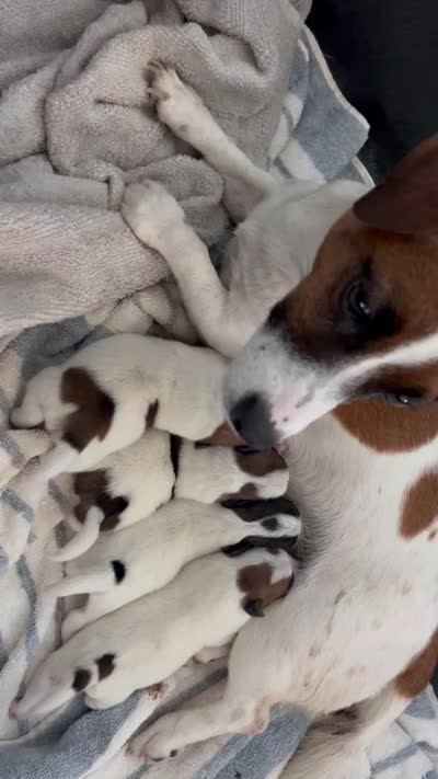 Chico, a male Parson Russell Terrier for sale in San Antonio, TX – 5 of 5
