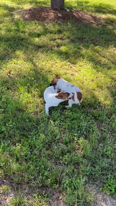 Flecha, a female Parson Russell Terrier for sale in San Antonio, TX – 5 of 5