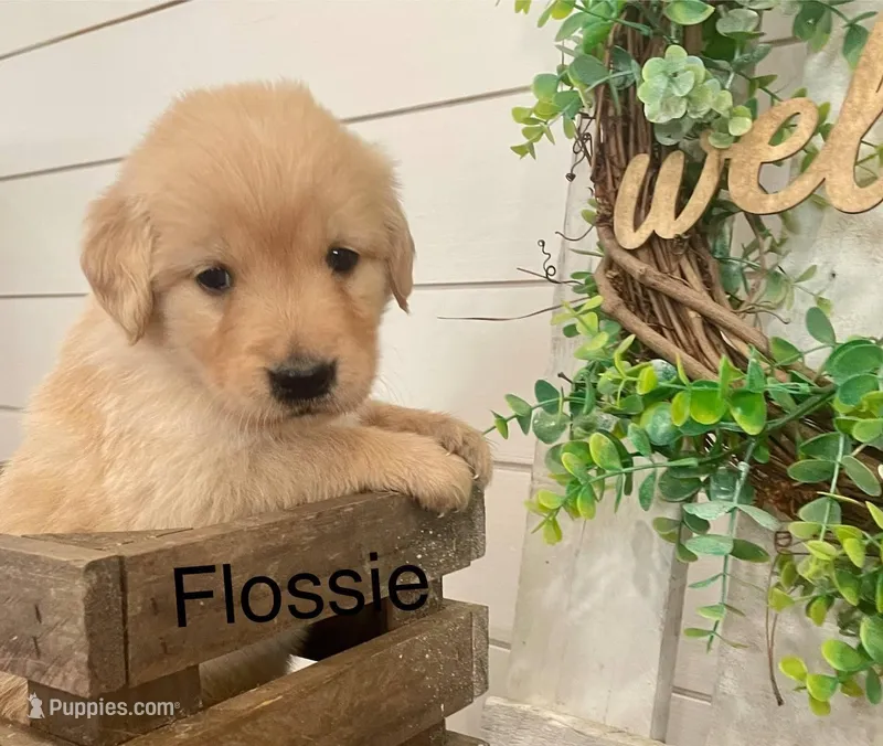 Flossie, a female Golden Retriever for sale in Downing, MO – Photo 1 of 2